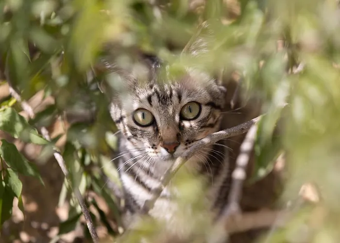 Casa Cueva Gaspara * Arico