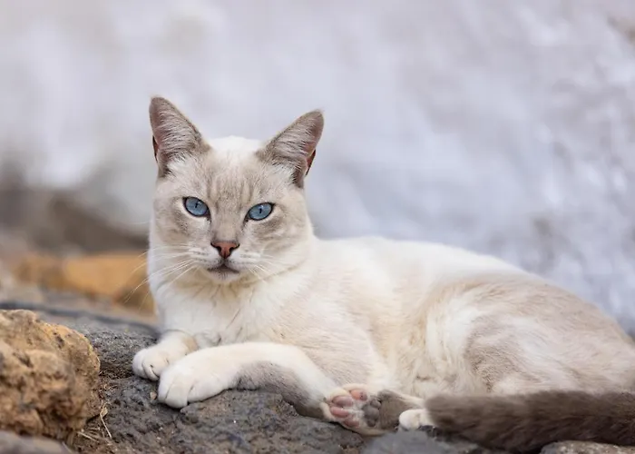 Casa Cueva Gaspara Feriehus Arico