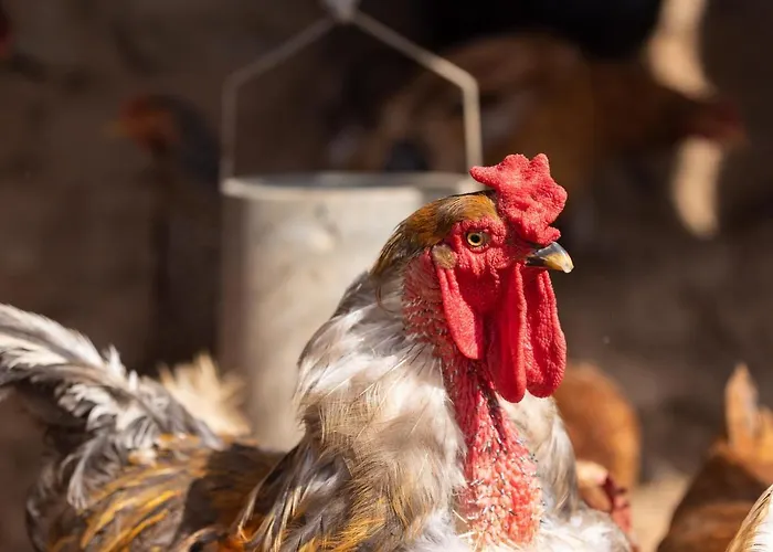 Casa Cueva Gaspara Arico