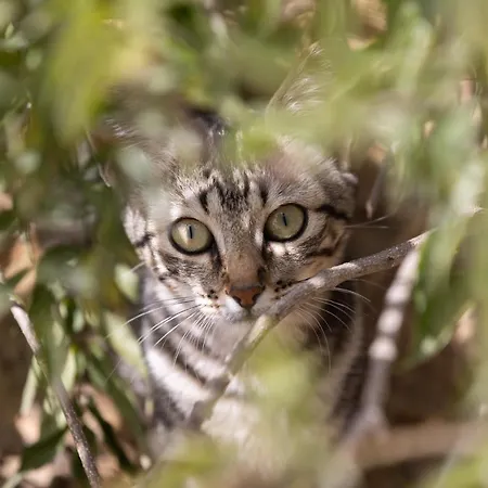 Casa Cueva Gaspara * Arico