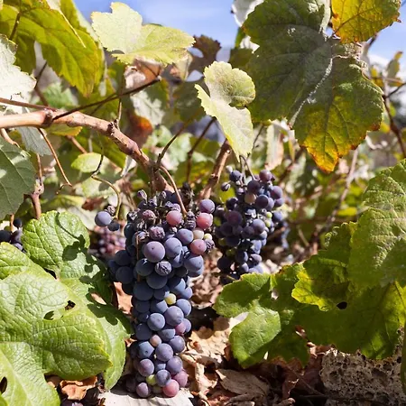 Dom wakacyjny Casa Cueva Gaspara Arico