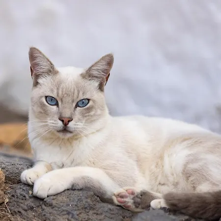Casa Cueva Gaspara Dom wakacyjny Arico