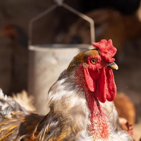 Casa Cueva Gaspara Arico