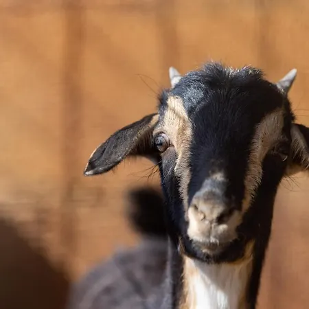 Dom wakacyjny Casa Cueva Gaspara *